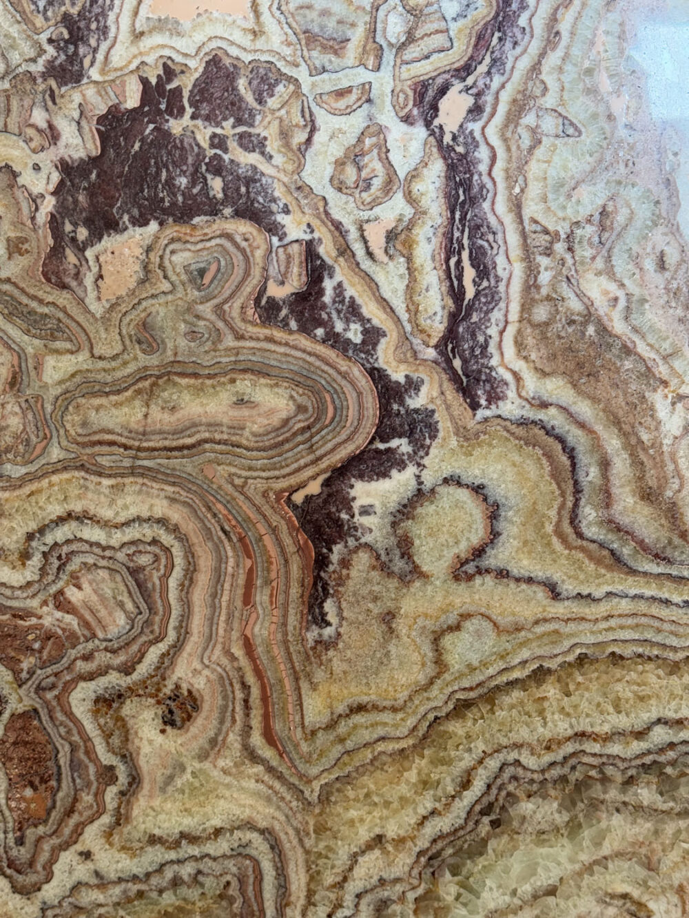 Ambrosia - Image 9