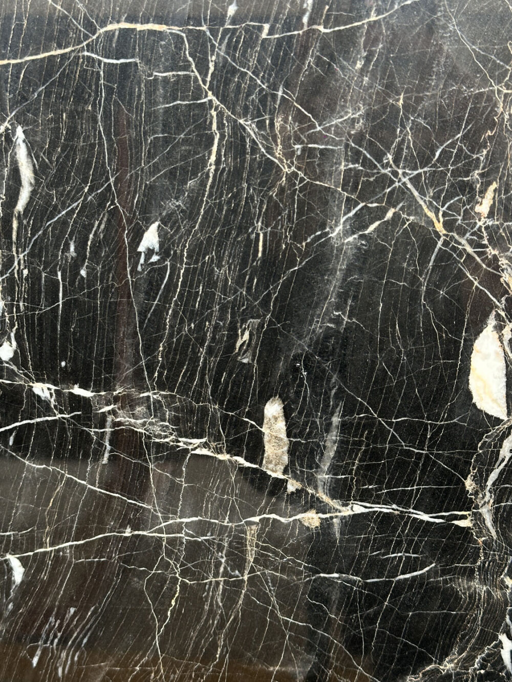 Gracula Religiosa - Image 7