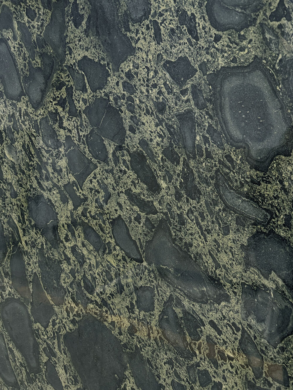 Panthera - Image 6