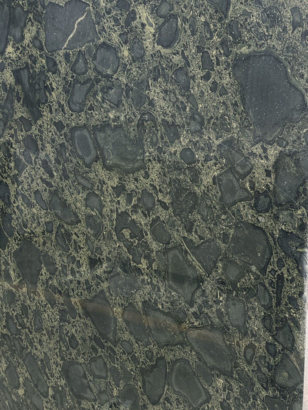 Panthera - Image 4
